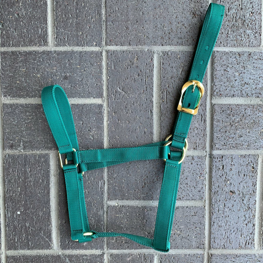 Guadalajara Western Wear Horse Gear / Accesorios Para Caballo Amartigón Verde / Green Halter 4 Guadalajara Western Wear Horse Gear / Accesorios Para Caballo Amartigón Verde / Green Halter