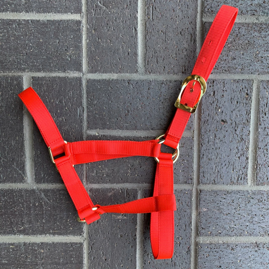 Guadalajara Western Wear Amartig贸n Rojo / Red Halter Horse Gear / Accesorios Para Caballo 3 Guadalajara Western Wear Amartig贸n Rojo / Red Halter Horse Gear / Accesorios Para Caballo